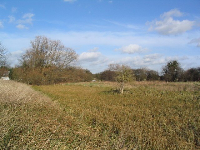 reed bed