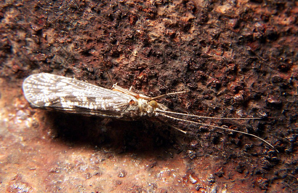 caddisfly