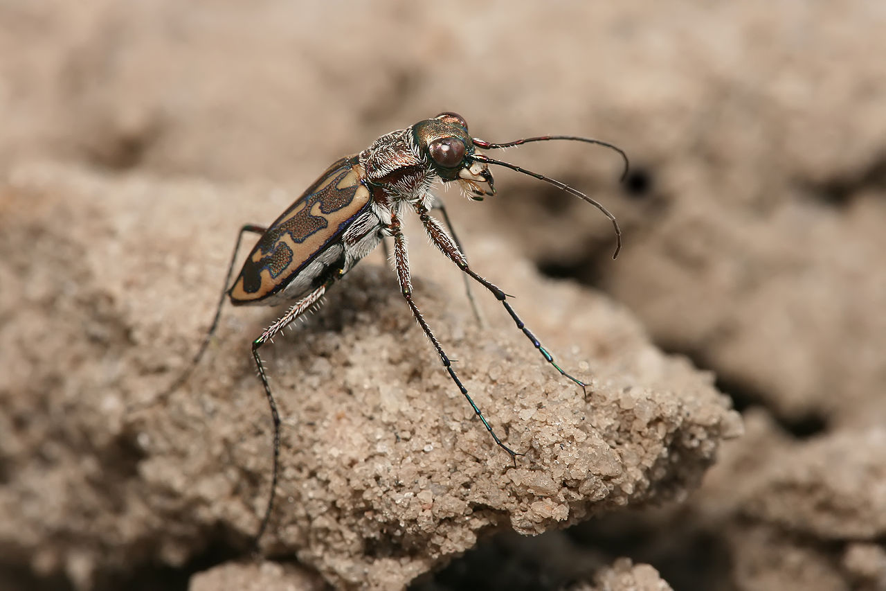 ground beetle