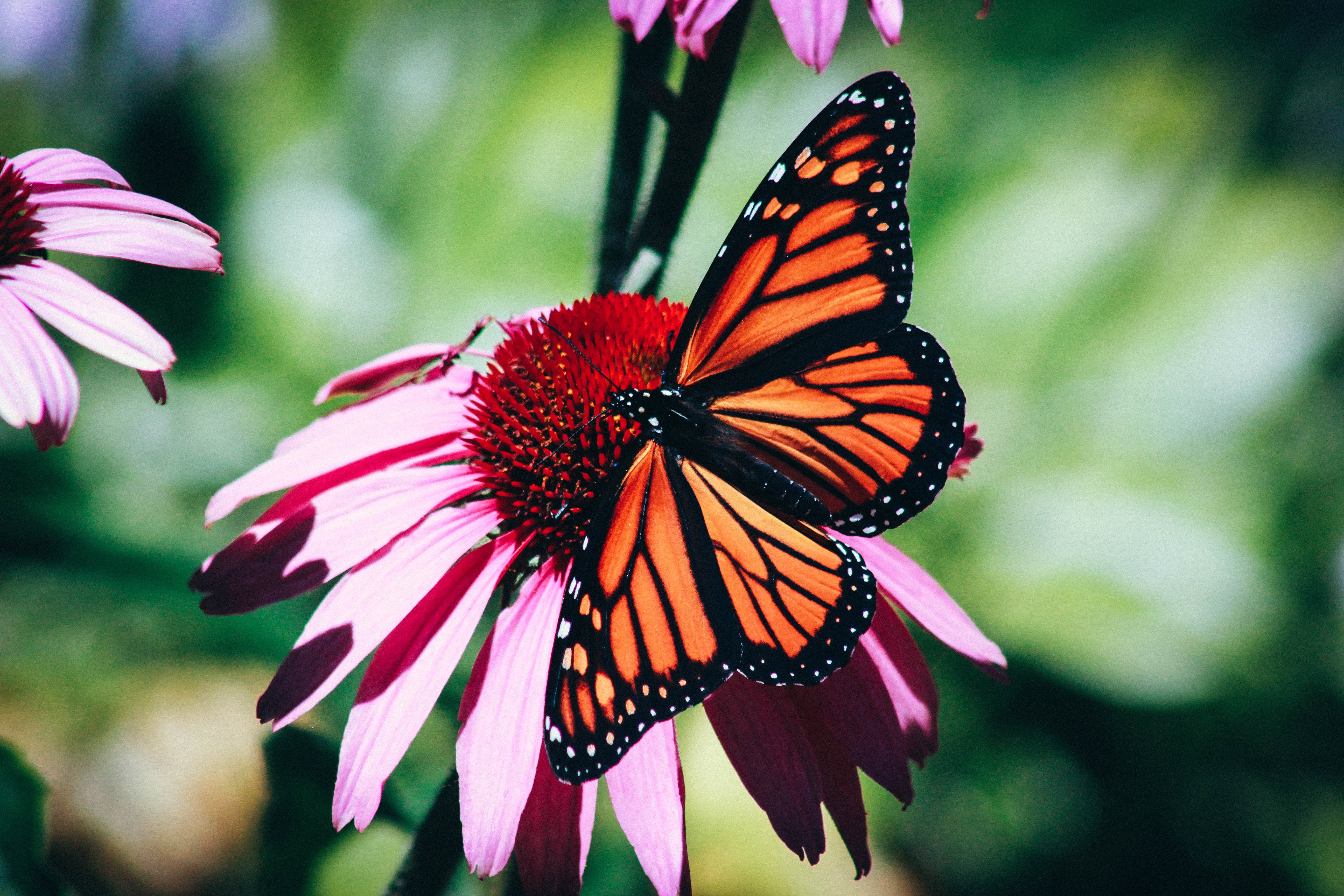 insect collapse butterfly