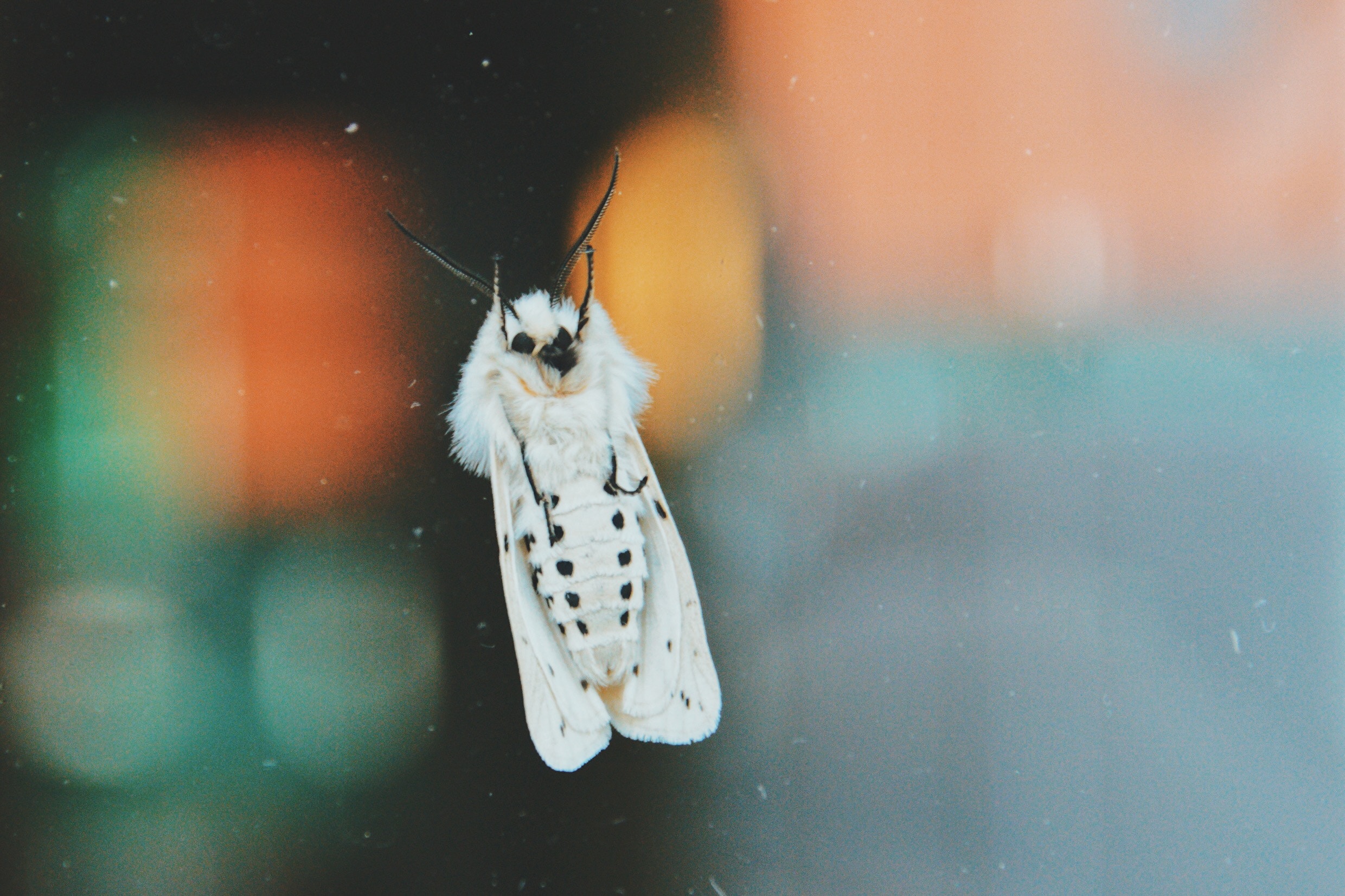 insect collapse moths