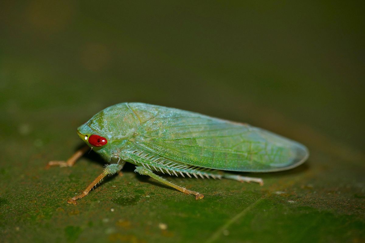 leafhopper