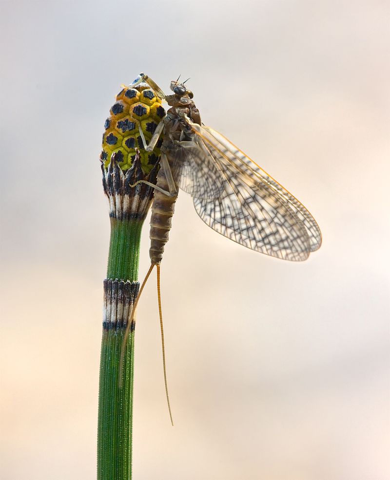 mayfly