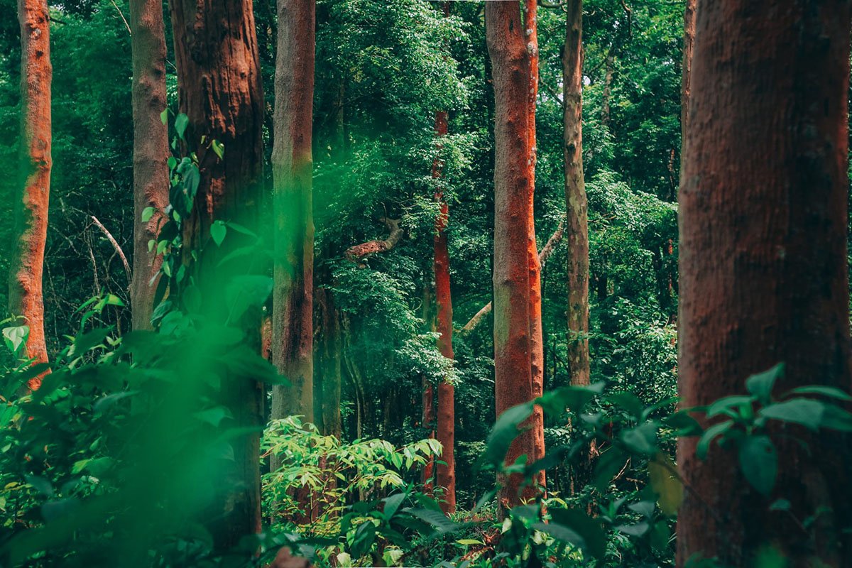 Why We Should All Care About The Amazon Rainforest Ethical Net