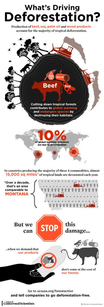 What's Driving Deforestation?  Union of Concerned Scientists