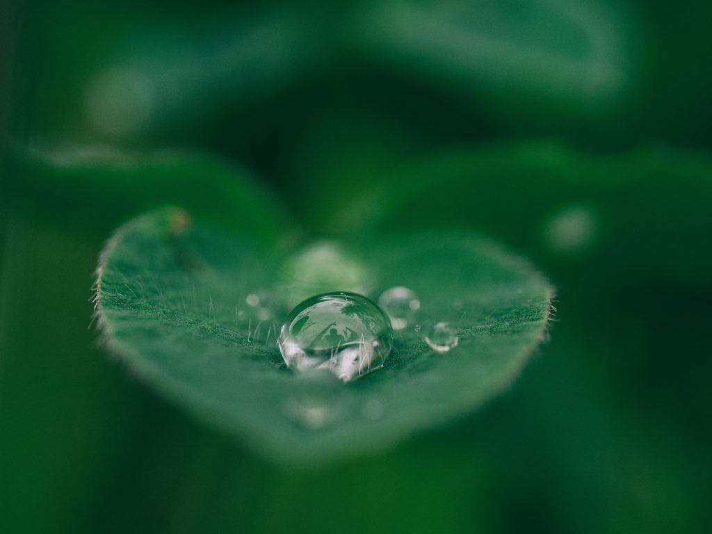 Close-up of a water droplet resting on a green leaf, with a soft blurred green background