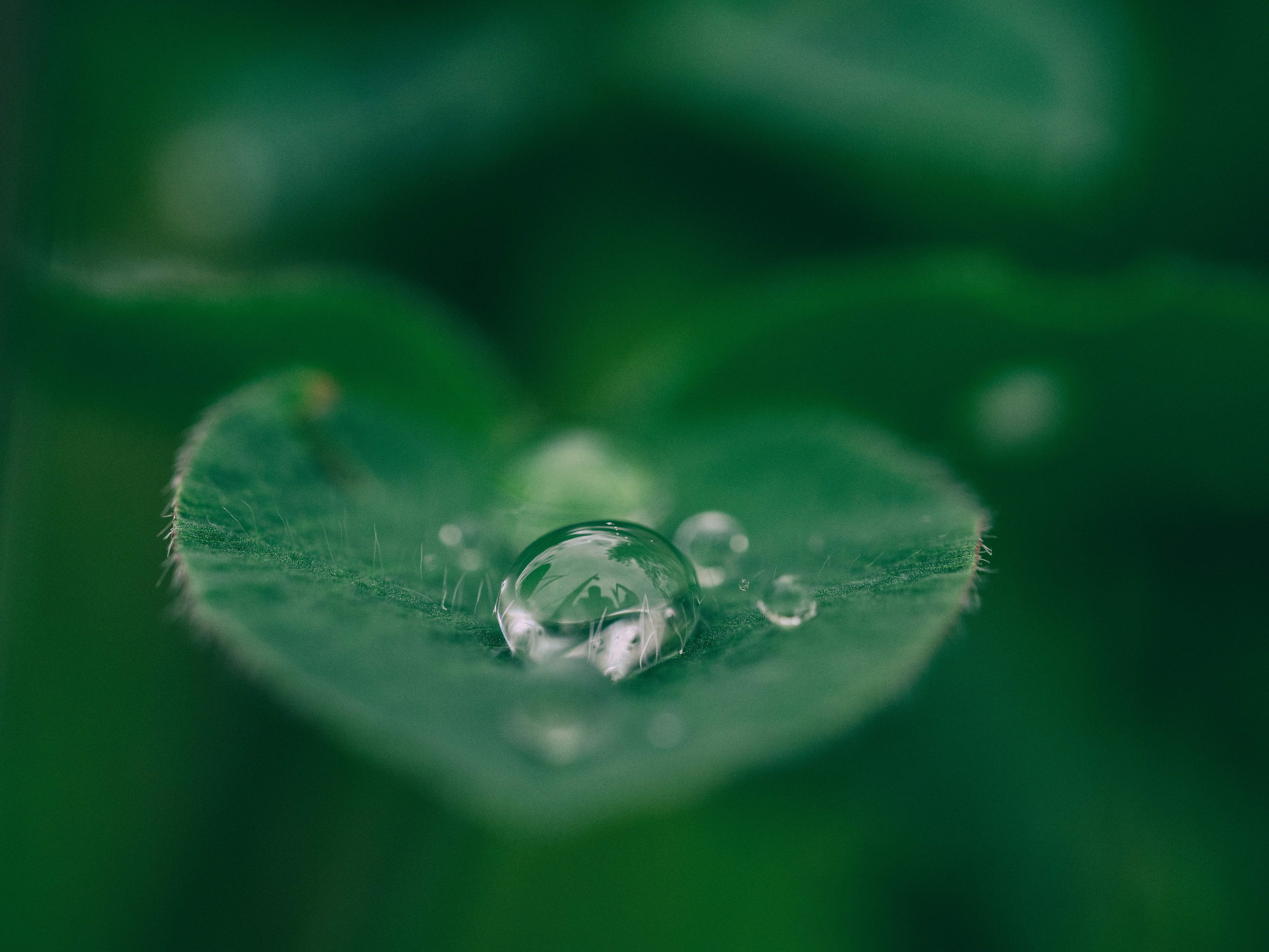Befriending Eco-Anxiety: A Practice of Deep Adaptation