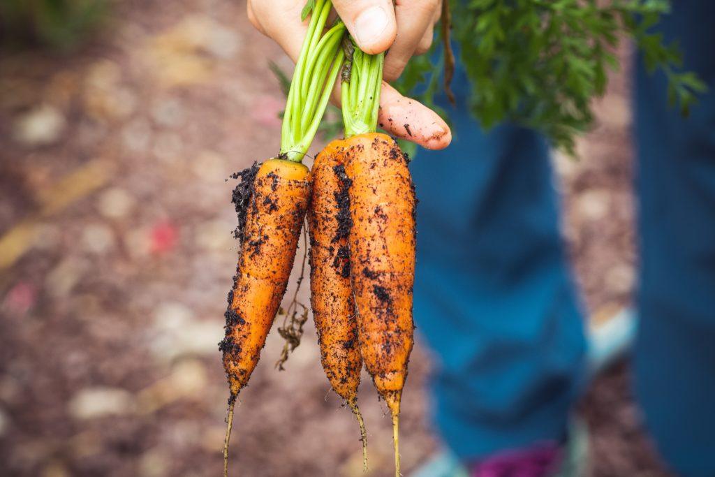 Farmers Markets In Wales