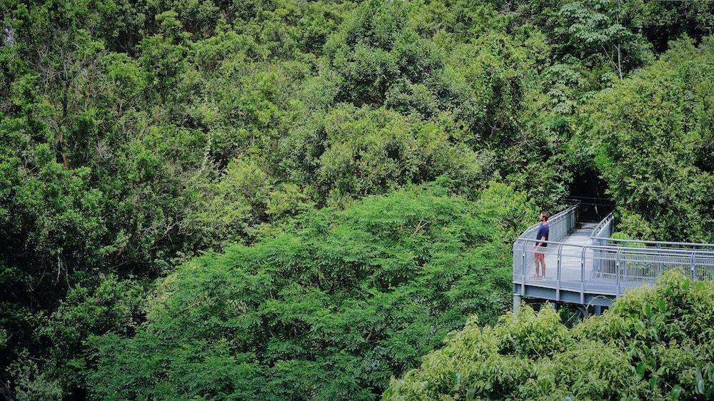 forest and a man