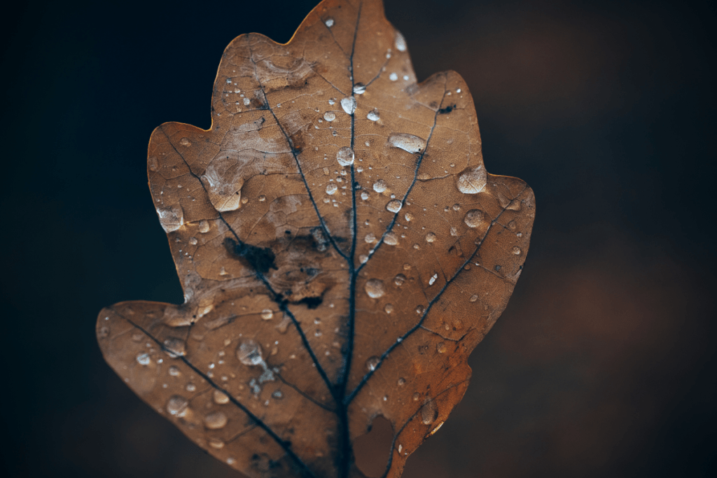 Brown oak leaf covered in water droplets against a dark, blurred background